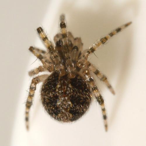 Theridion sp.